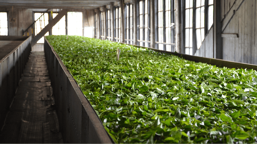 Darjeeling tea leaves