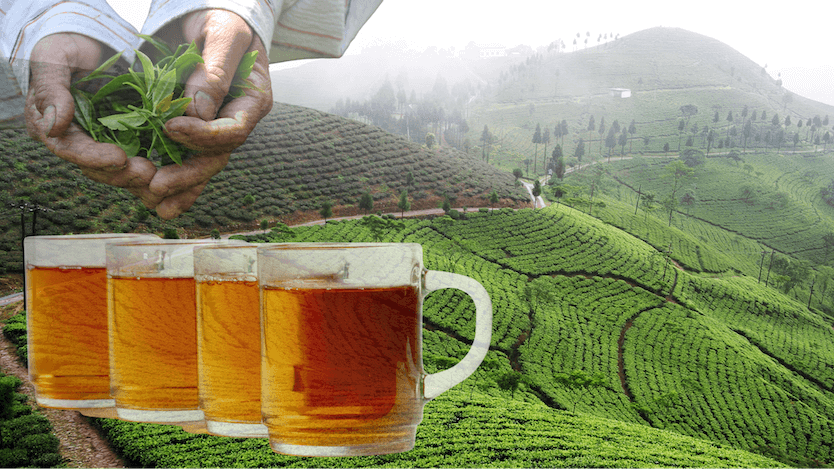 Darjeeling Tea: Taste, Benefits, Brewing Tips – Tea Backyard