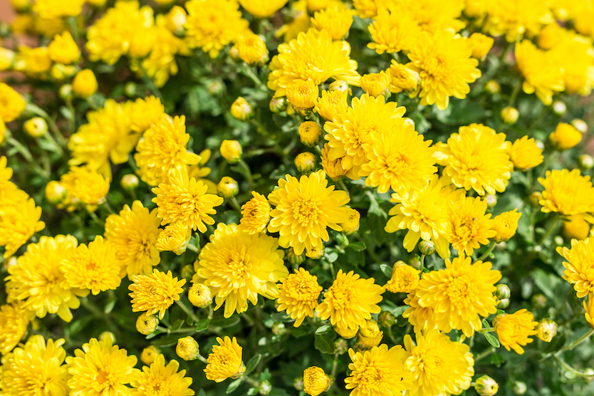 Yellow chrysanthemum flower