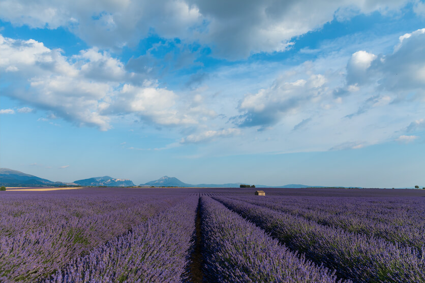 lavender field