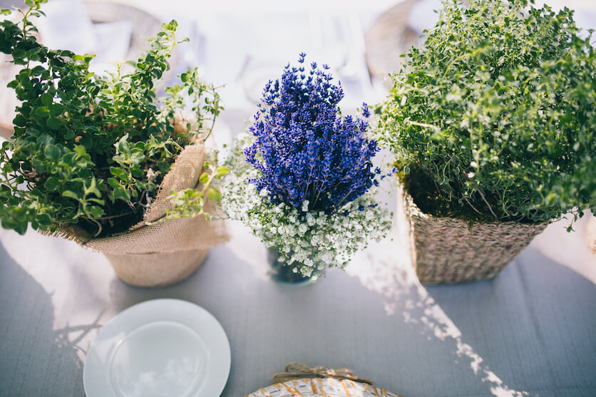 lavender plant