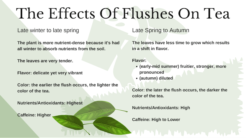 tea flushes comparison chart