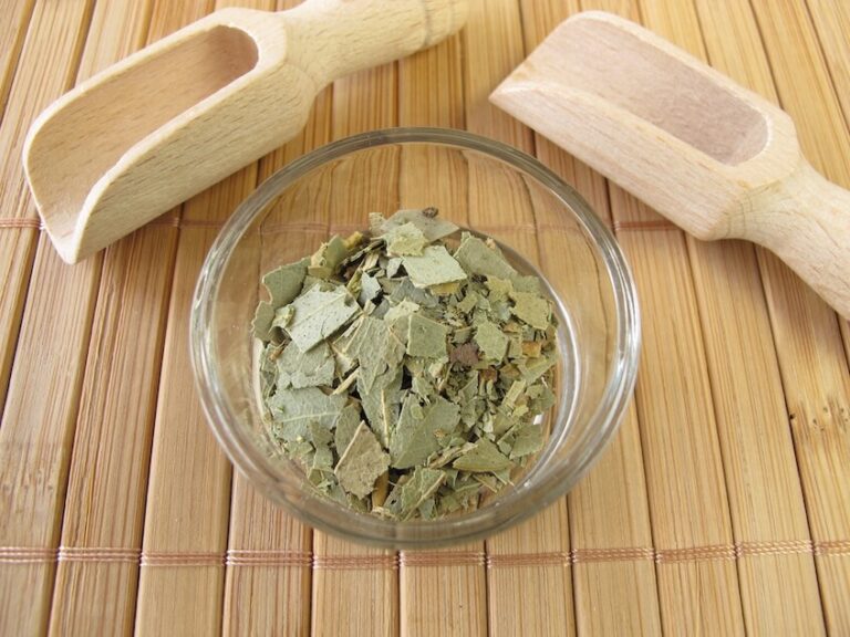 Eucalyptus Tea Benefits and Brewing Tips Tea Backyard