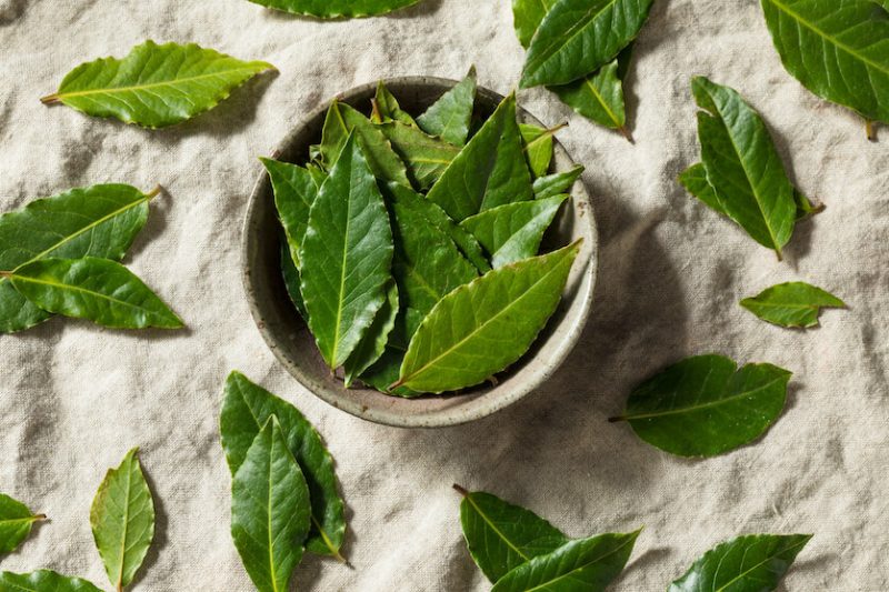 Bay Leaf Tea Benefits and Brewing Tips Tea Backyard