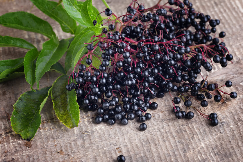 elderberry plant