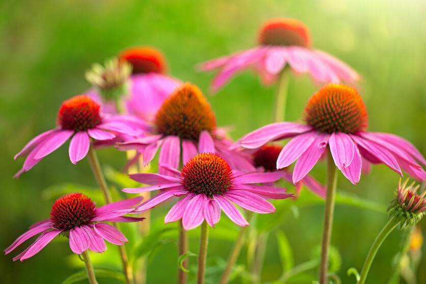 Echinacea benefits