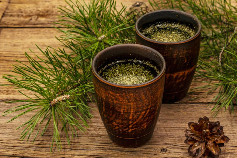 Pine Needle Tea Should You Try It? Tea Backyard