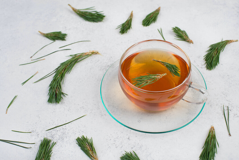 pine needle tea benefits