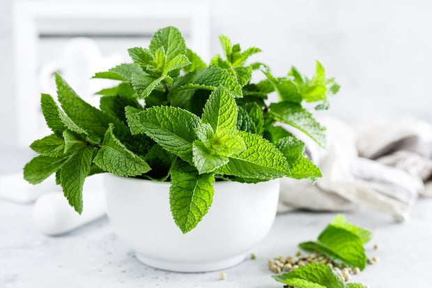 mint leaves