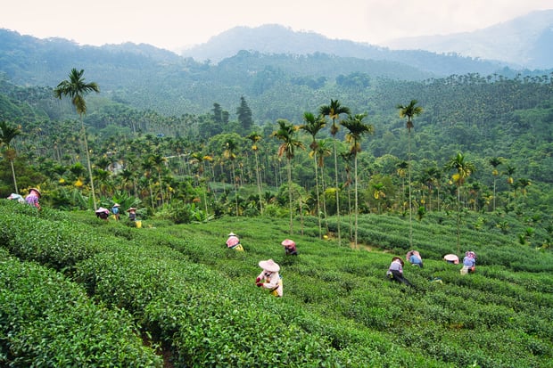 harvesting tea