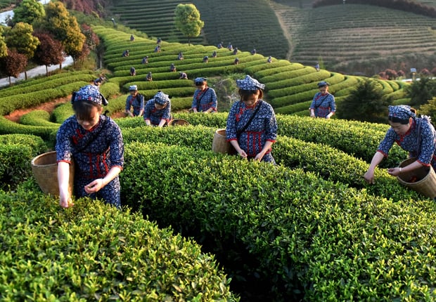 Chinese farmers harvesting tea leaves
