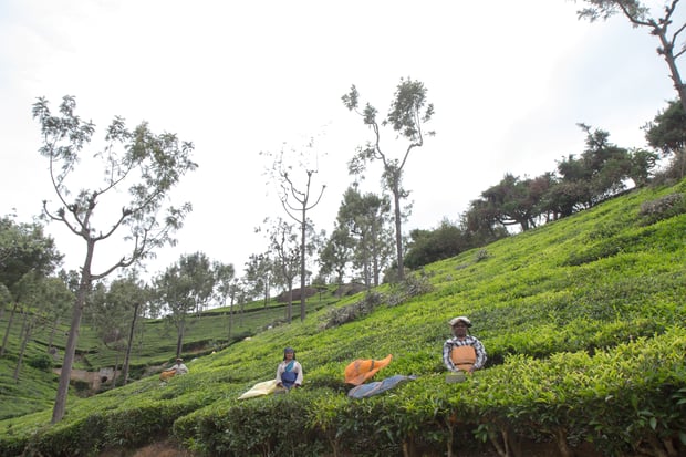 tea harvesting in India